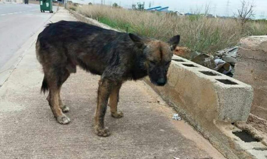 Emergencia en España: Detener el Abandono y Envenenamiento de Animales Requiere Acción Inmediata