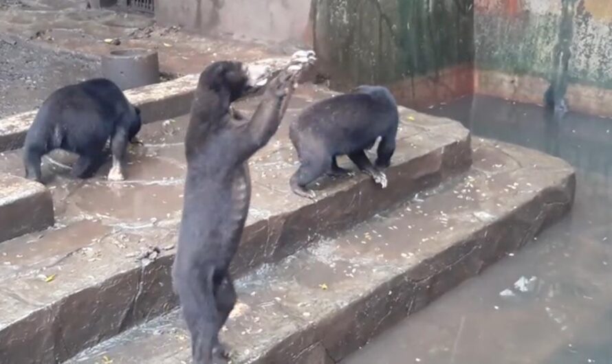 Crisis en el Zoológico de Bandung, Costa Rica Insta al Cierre Urgente por Maltrato Animal Extremo