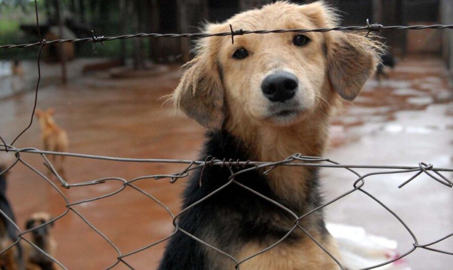 Uruguay, un país con hermosos paisajes y preocupante ausencia de refugios estatales para mascotas