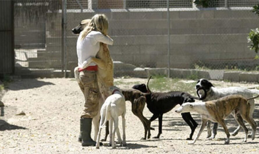 Argentina da un paso adelante en la protección animal con la creación de un refugio y atención médica gratuita para animales abandonados