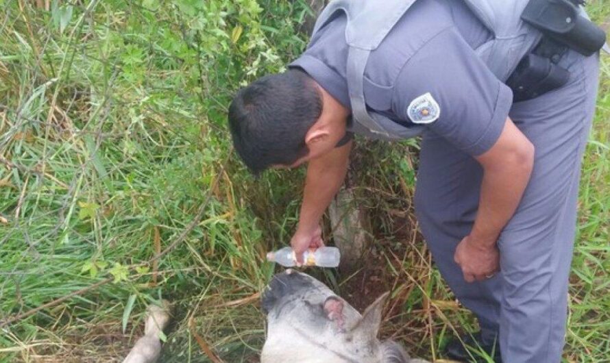 Birigui, Brasil prohíbe el uso de animales para transporte en un esfuerzo por mejorar el tráfico y acabar con la crueldad animal