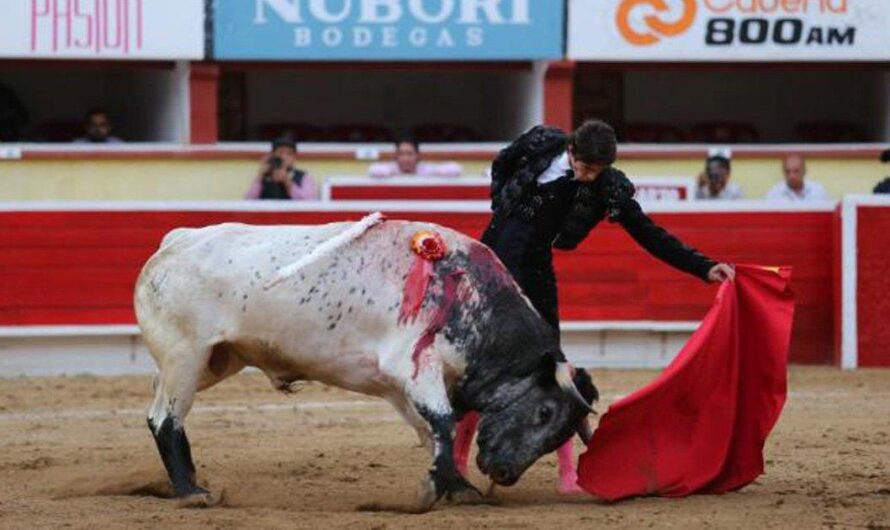 Corridas de toros: la polémica tradición que divide a México y genera protestas en Baja California