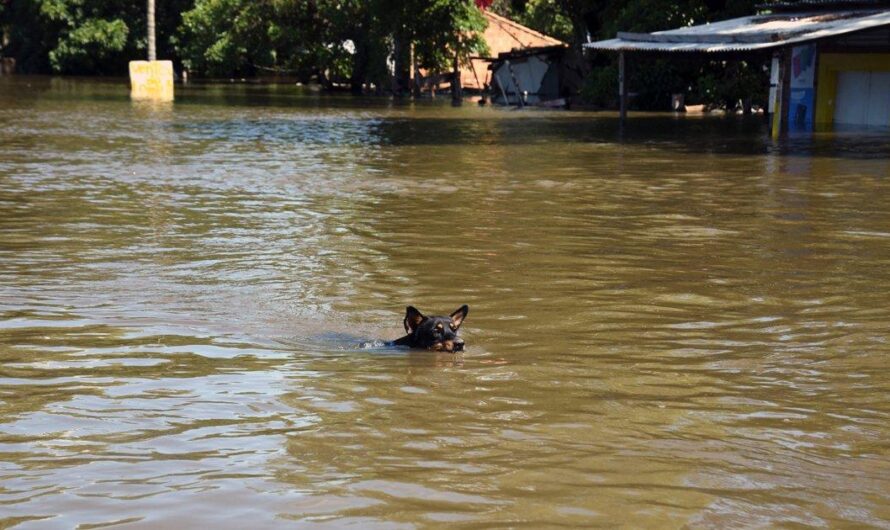 Desplazados por la inundación: la alarmante situación de los perros abandonados en Paraguay
