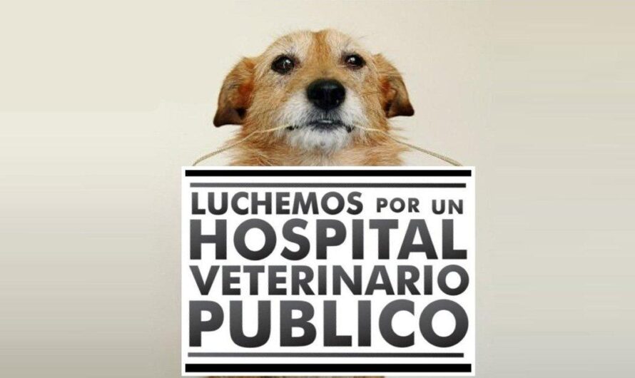 Dueños preocupados: la falta de acceso a servicios de salud pública para mascotas en Colombia