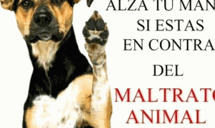 El maltrato animal, una triste realidad que Argentina no puede ignorar