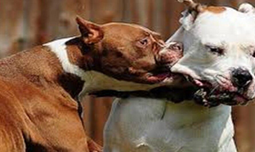 El oscuro mundo de las peleas de pitbulls en Uruguay: explotación y maltrato hacia los animales