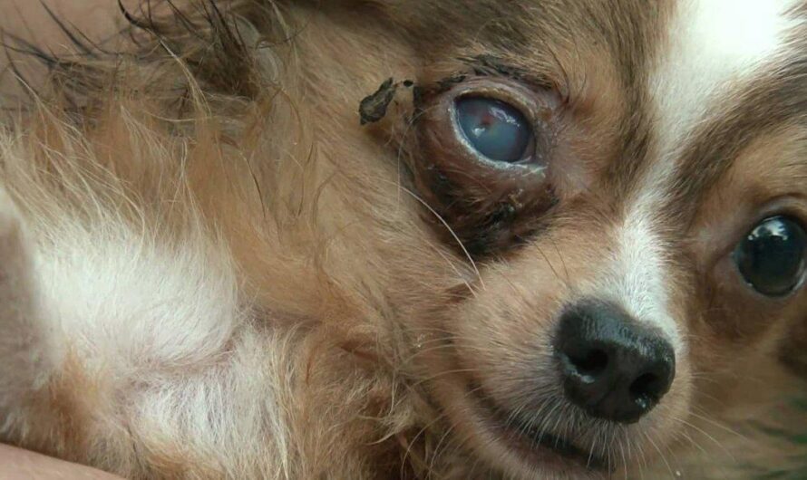 El oscuro secreto detrás de la protección animal en Argentina: casos de maltrato en aumento