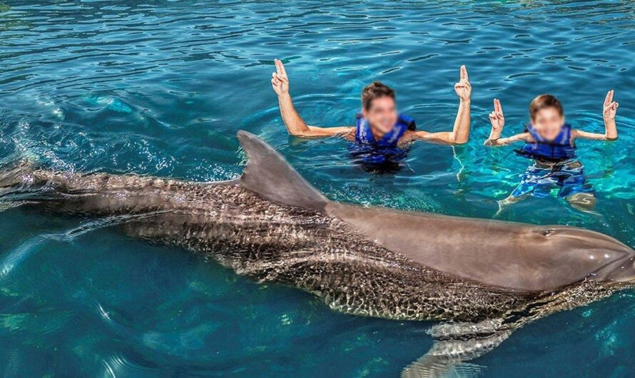 El Parque XCARET en Cancún, México: hogar forzado de delfines víctimas del secuestro y la opresión