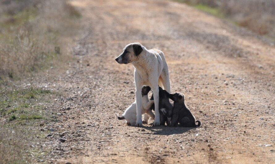 El preocupante aumento de perros abandonados en Andalucía preocupa a los transportistas