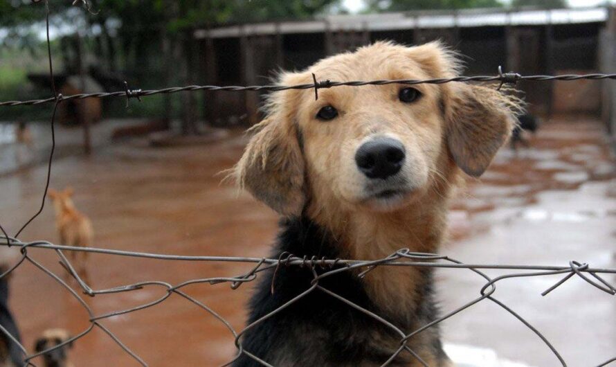 El preocupante aumento de perros abandonados en las calles de Argentina: una problemática que requiere atención inmediata