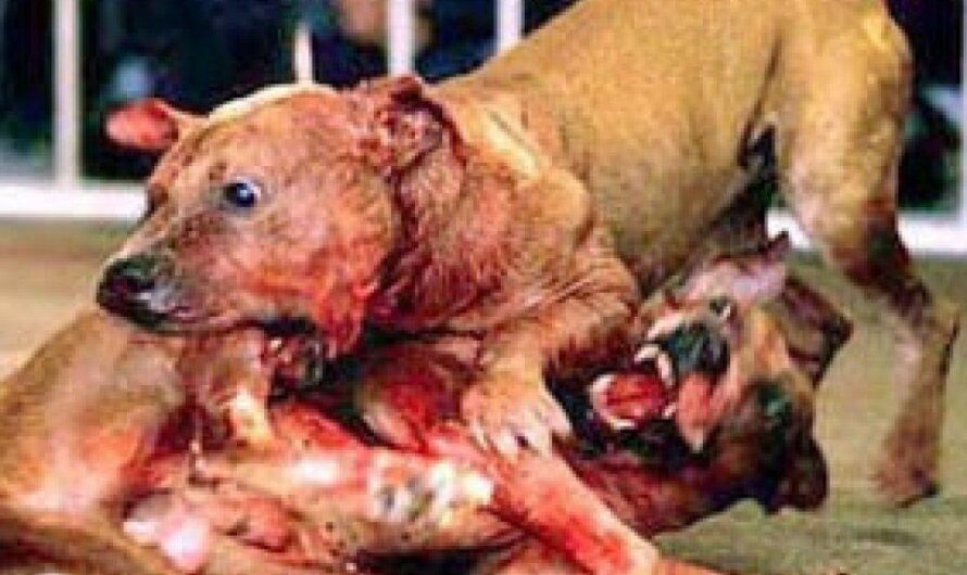 Escalofriante realidad: peleas de perros pitbull en la famosa feria de San Marcos en Aguascalientes