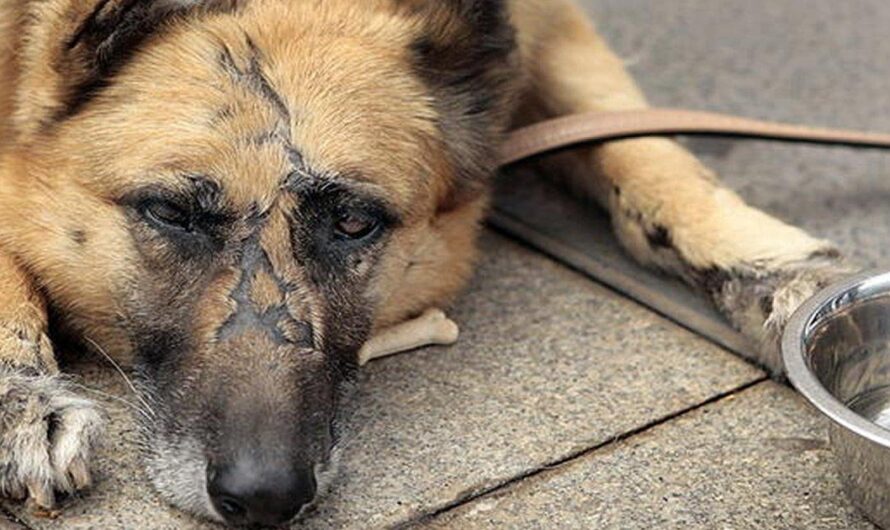 España da un gran avance en la protección animal con la aprobación de una ley que castiga severamente el maltrato y asesinato de animales