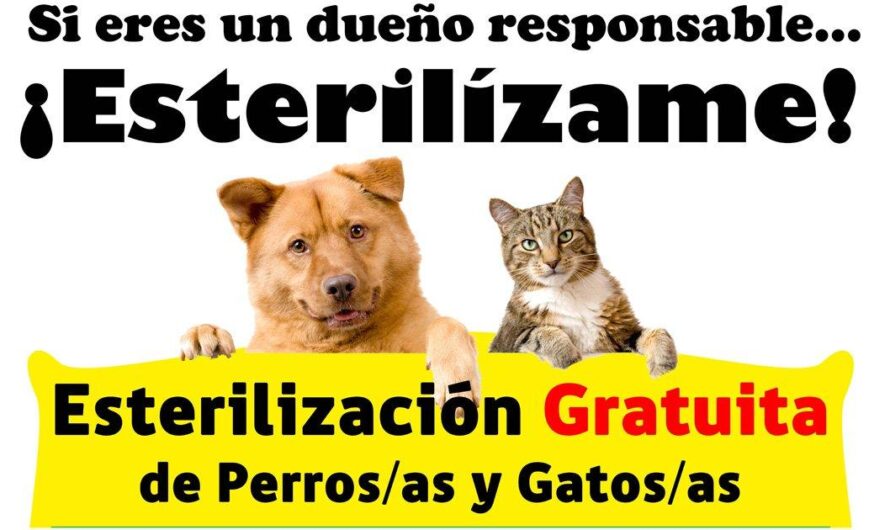España se enfrenta a una crisis de superpoblación animal: ¿Es la esterilización obligatoria la solución?