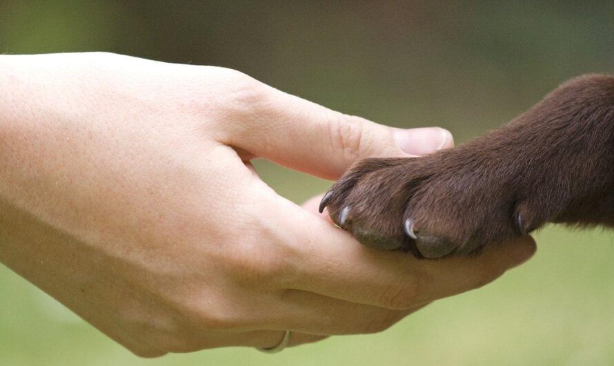 España se prepara para una actualización histórica de su Constitución con propuesta de inclusión de un capítulo de defensa animal