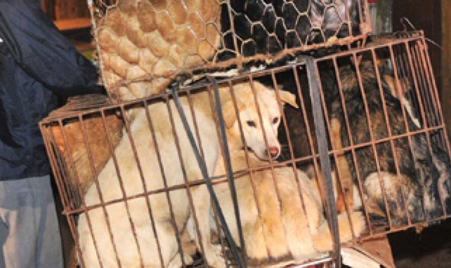 España se suma a la denuncia internacional contra el Festival de Yulin en China: miles de perros sacrificados en nombre del turismo y el lucro