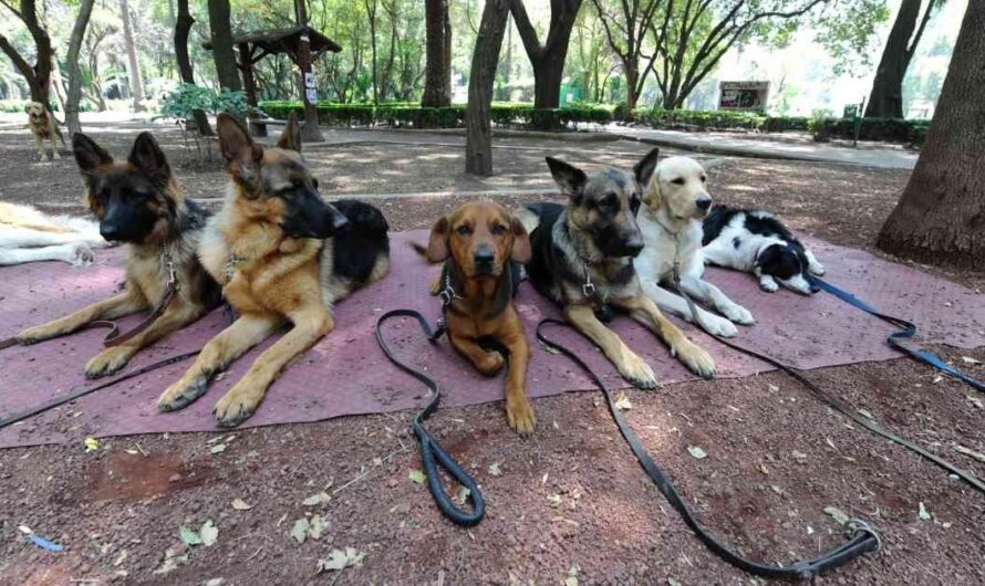 España se une a la lucha por el bienestar animal: ¡Medidas concretas para mejorar la vida de nuestros compañeros peludos!