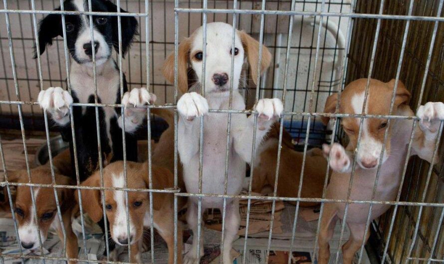 España, un país reconocido por su amor a los animales, enfrenta graves problemas de abandono y maltrato