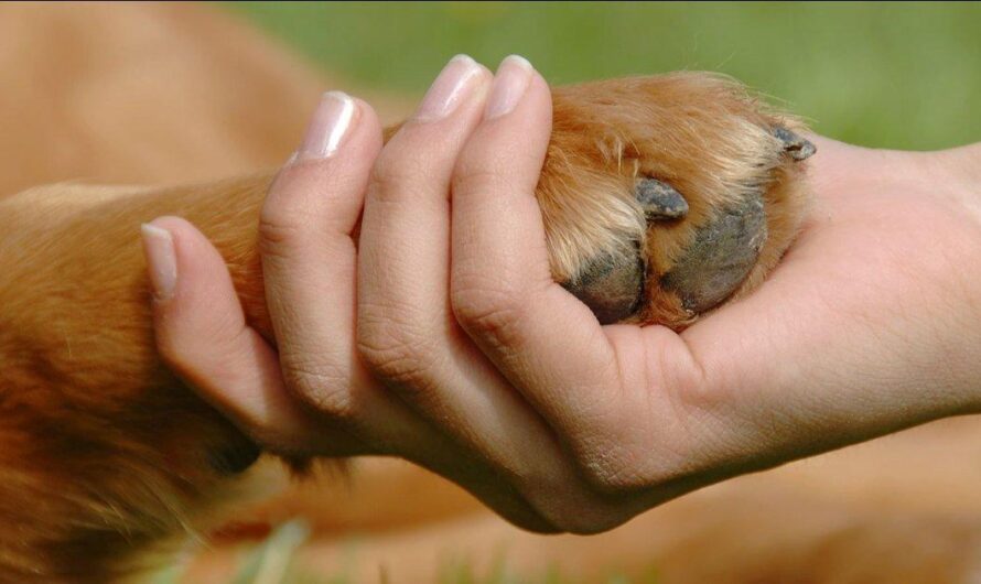 Indiferencia policial ante casos de maltrato animal en Perú genera indignación en la sociedad