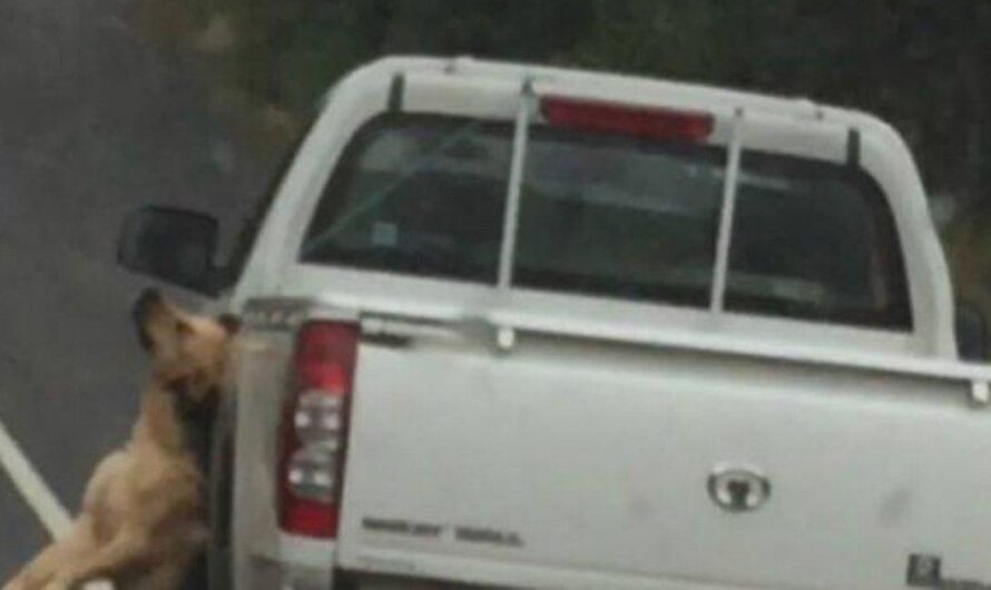 Indignación y clamor por justicia tras la muerte de un perro ahorcado con una camioneta en Chile