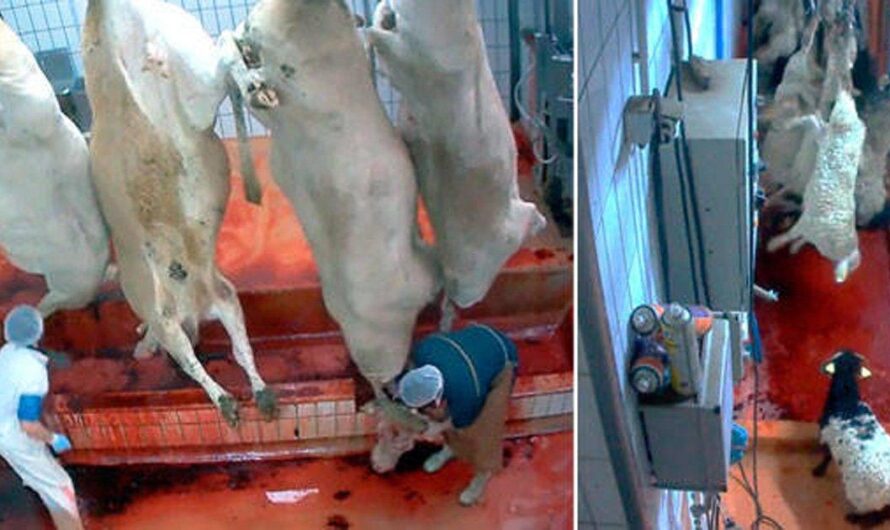 Italia aboga por la humanización de la industria animal: una mirada hacia un futuro más ético y responsable