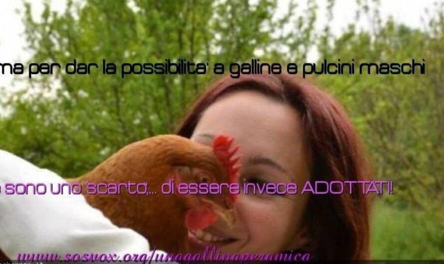 Italia se suma a la lucha por el bienestar animal: ¡Una Gallina Amiga se une a la petición para proteger a los animales de compañía!