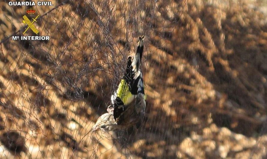 La biodiversidad española en peligro: aves silvestres amenazadas por el descaste ilegal de jilguerosŵ