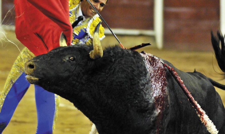 La creciente polémica de las corridas de toros en Colombia desata una petición por su prohibición total