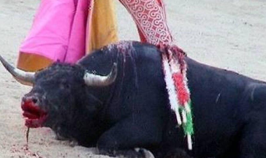 La crueldad no es un deporte: el llamado a poner fin al toreo en México