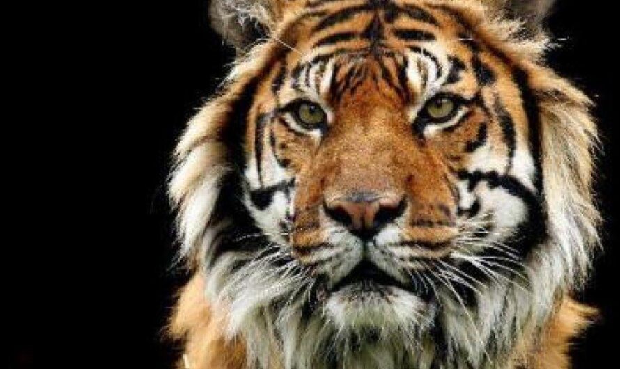 La población de tigres en México amenazada por la extinción: solo quedan 2500 ejemplares en libertad en todo el mundo