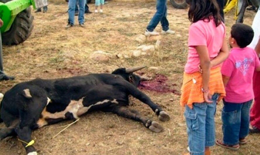 La polémica rodea a la tradicional «Becerrada de Algemesí» por su crueldad hacia los animales