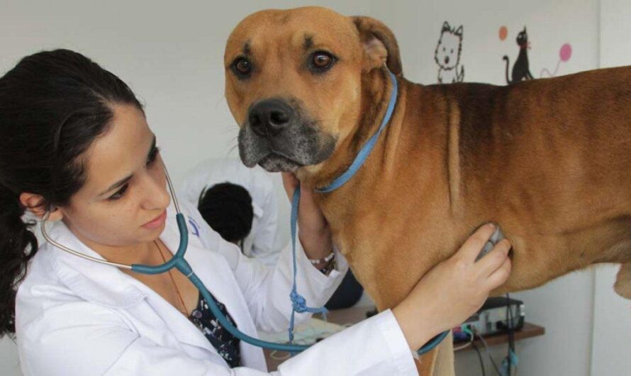 La preocupante situación de las mascotas en España: ¿Por qué es necesario un sistema de atención veterinaria pública y gratuita en Islas Canarias?