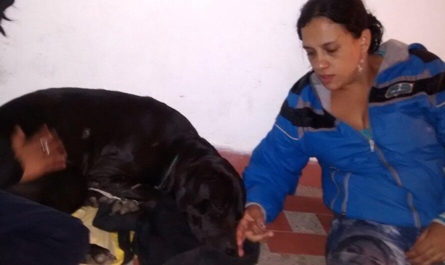 La preocupante situación de los animales callejeros en Colombia: el llamado de una ciudadana comprometida a tomar medidas