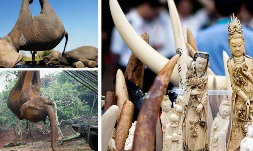 La protección de los elefantes en peligro: Estados Unidos toma medidas drásticas contra el comercio de marfil y llama a la acción global
