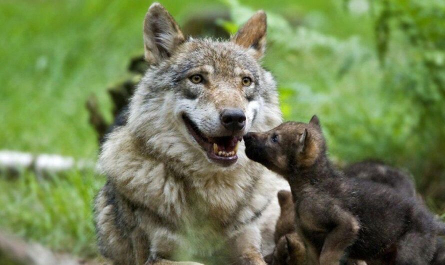 La supervivencia de los lobos en peligro: la preocupante situación en Francia y Europa