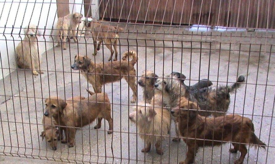 La tortura y muerte de animales en perreras ilegales: una práctica cruel que debe ser erradicada en nuestra sociedad