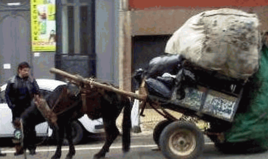 La tracción a sangre, una práctica polémica que llega a su límite en las calles porteñas de Argentina