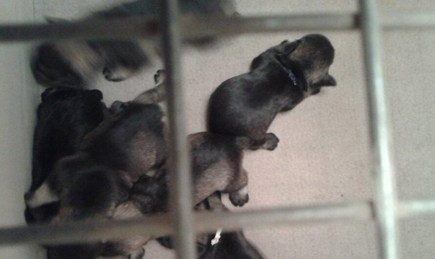 La triste realidad de la mutilación de orejas y colas en cachorros en criaderos argentinos