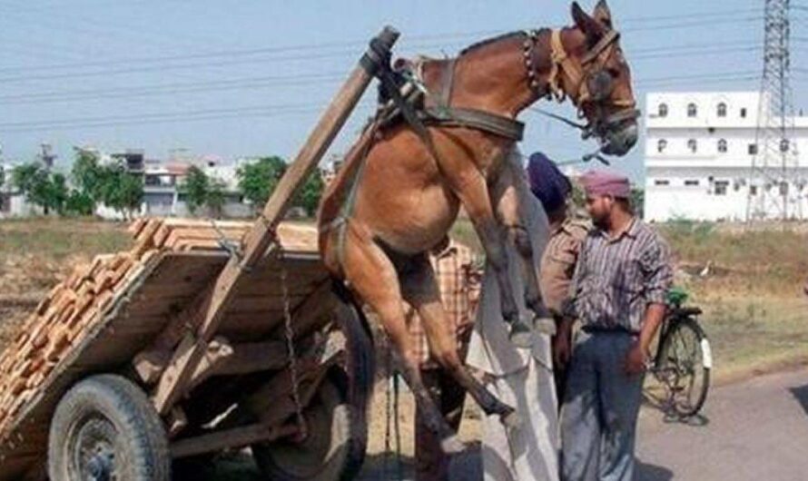 La triste realidad del maltrato animal en México: miles de caballos, mulas y burros sufren en silencio como animales de carga