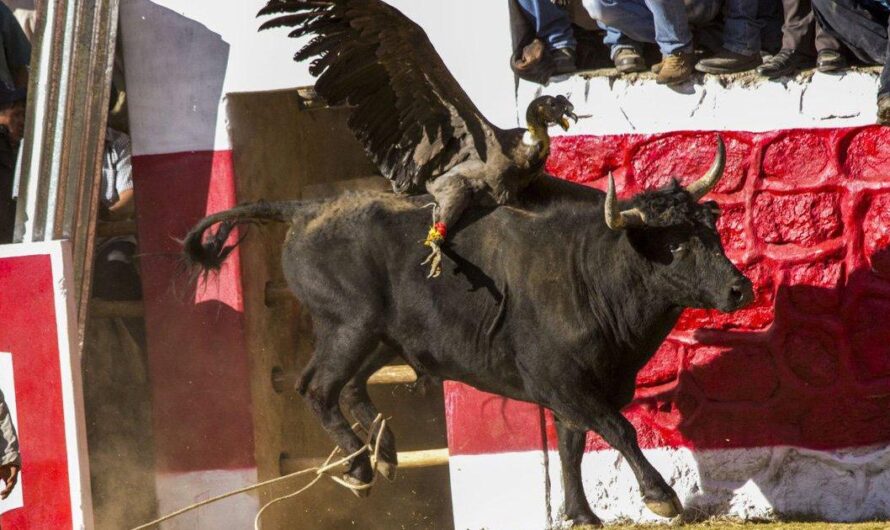 La Yawar Fiesta: Una tradición sangrienta que debe ser detenida en Perú