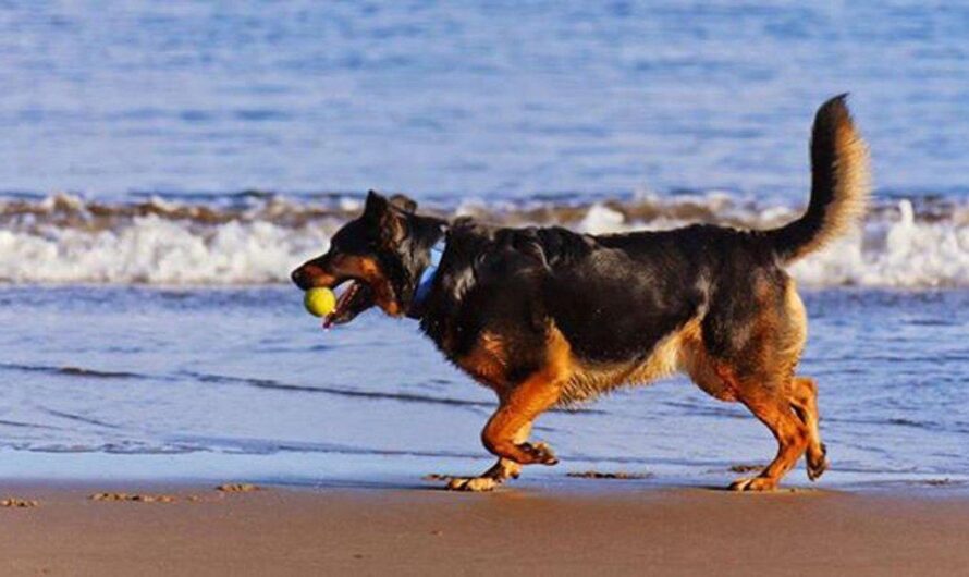 Lloret de Mar busca diversificar su turismo con una nueva propuesta: una zona para perros en la playa