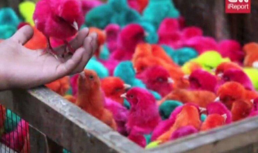 México se une al combate contra el maltrato animal: Prohíbe venta de pollitos pintados en mercados latinoamericanos