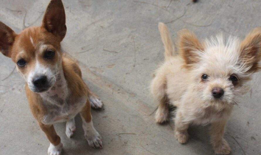 Panamá en alerta por la creciente población de perros y gatos abandonados en sus calles
