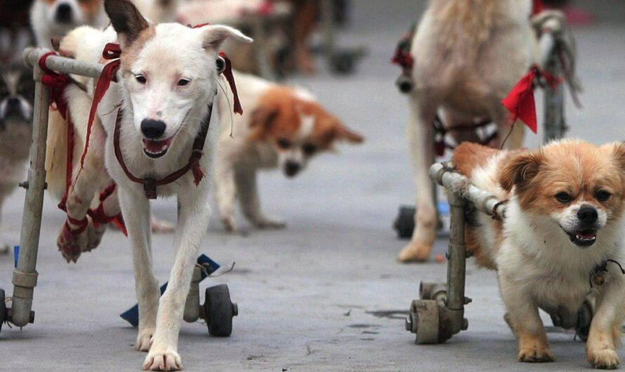 Perros en situación de invalidez: una realidad que conmueve a Chile y requiere acciones inmediatas