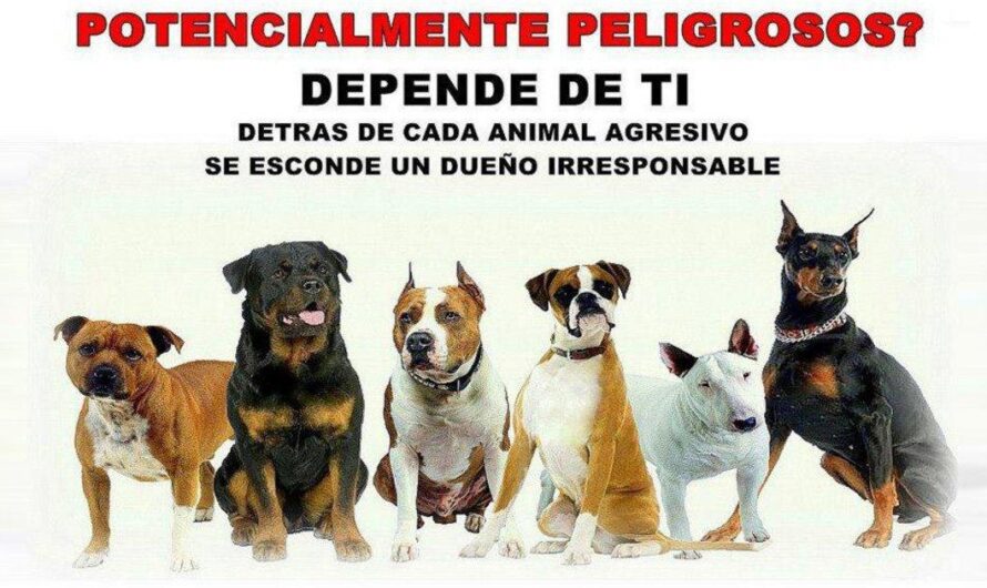Polémica en España por la clasificación de perros potencialmente peligrosos: ¿prejuicios y estereotipos detrás de la Ley de Seguridad Ciudadana?