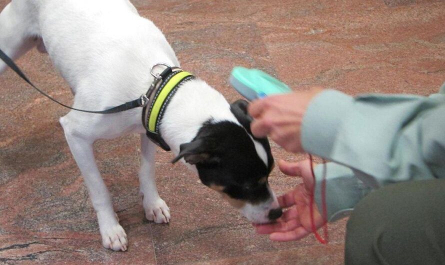 Polémica en España por la retención de animales en clínicas veterinarias para revisar su chip: el caso de Lil, el cachorro de bóxer desaparecido en Sevilla