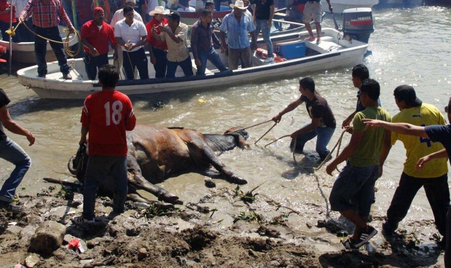 Polémica en México por tradición del ‘Embalse de Toros’ en Tlacotalpan, Veracruz durante festividades en honor a la Virgen de la Candelaria