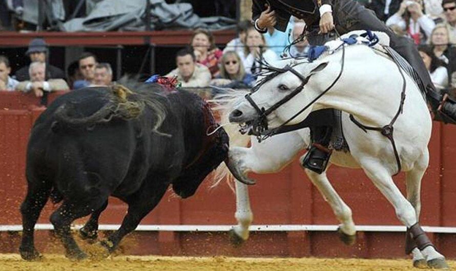 Polémica en Uruguay por video de cruel espectáculo donde un toro mata a un caballo en vivo