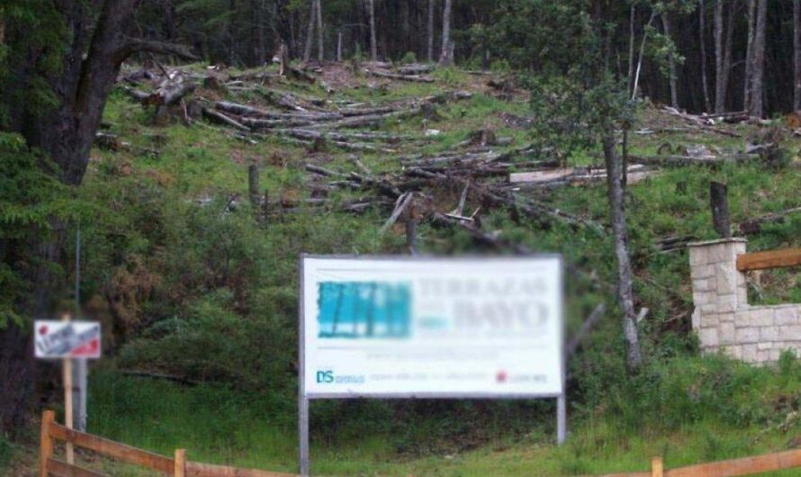 Preocupación en Villa La Angostura por la alarmante destrucción de los Bosques Nativos en la región