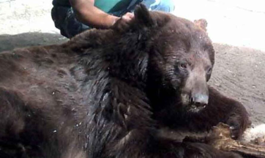 Preocupación por las condiciones de vida de los animales en el Zoológico de Aldama en Chihuahua, México