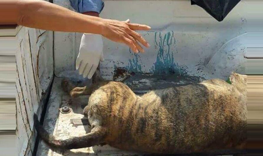 Preocupación por los casos de crueldad animal en el Estado de Morelos